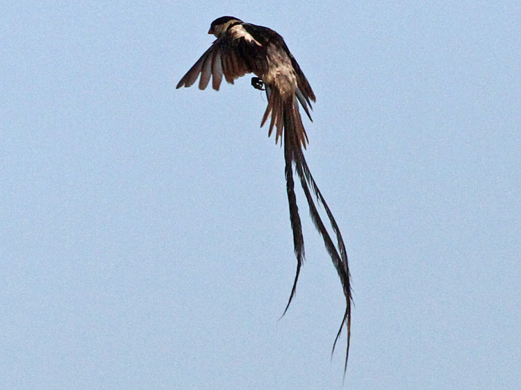 Pin-tailed Wydah - www.gobirding.eu.